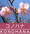 コノハナ / KONOHANA